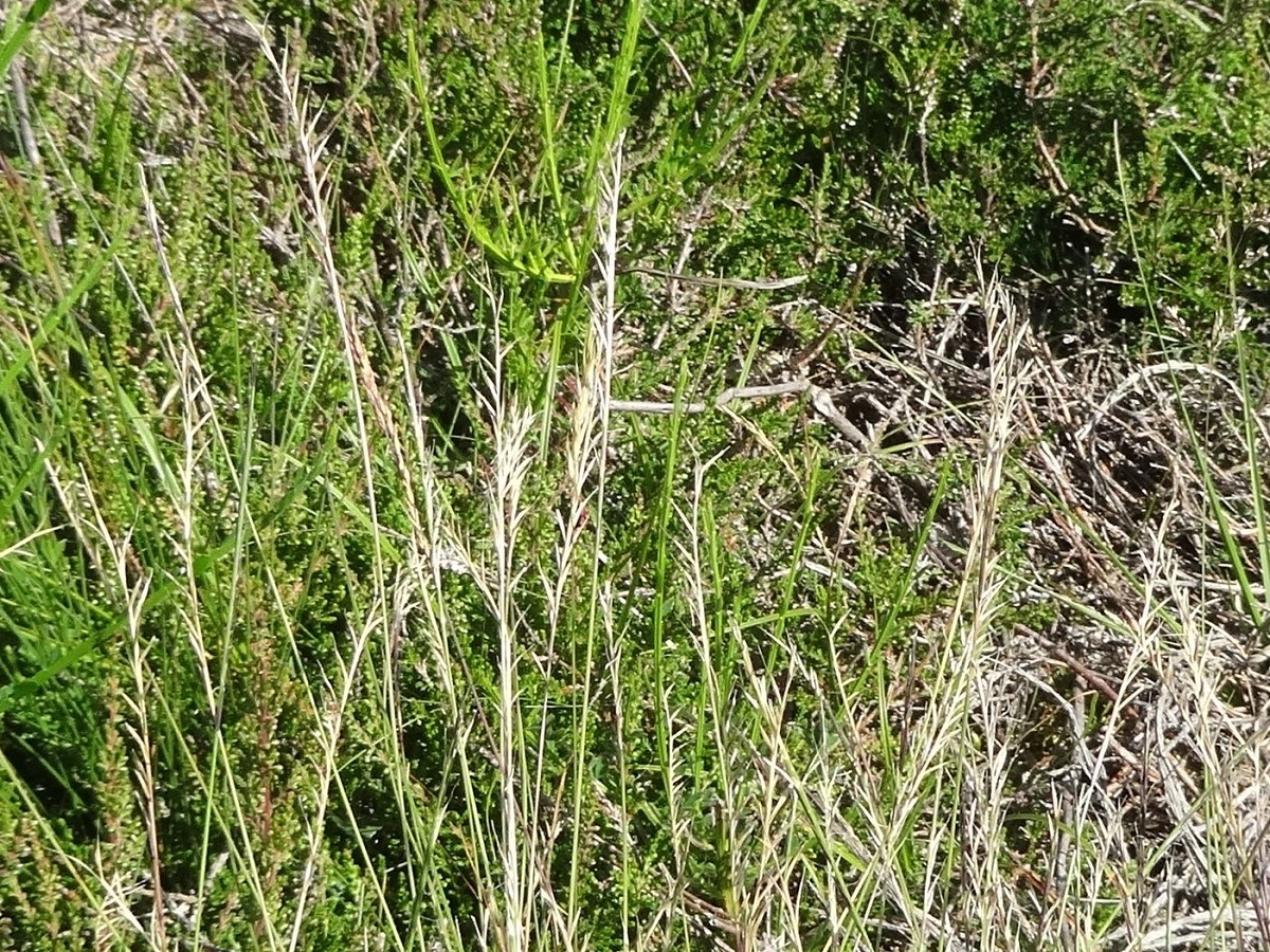 Nardus stricta (Poaceae)